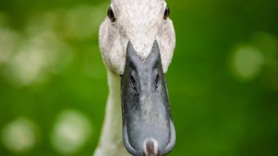 Réflexion sur le syndrome du canard.